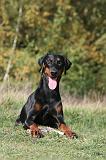 DOBERMANN 204